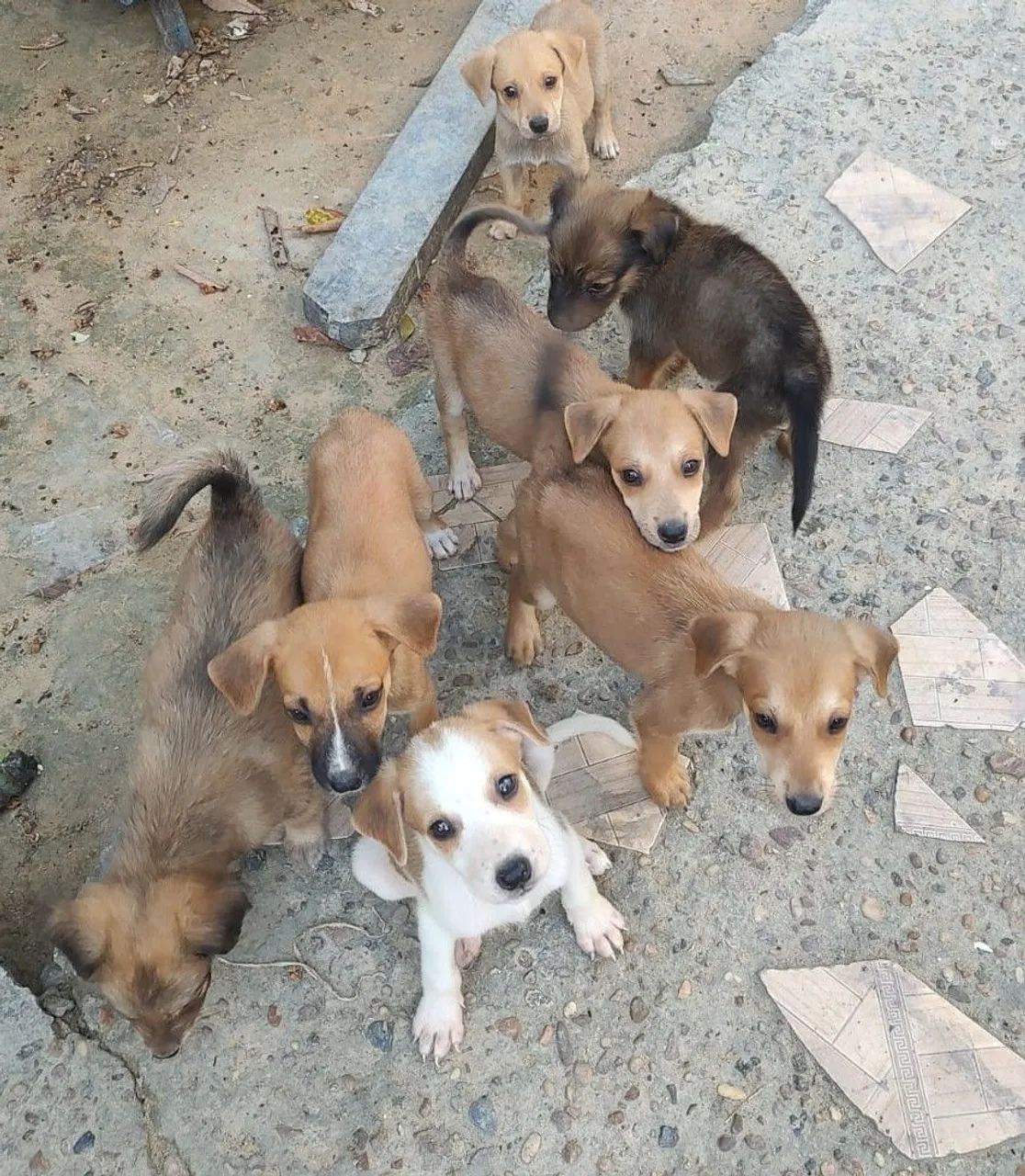 Doação de cachorro 