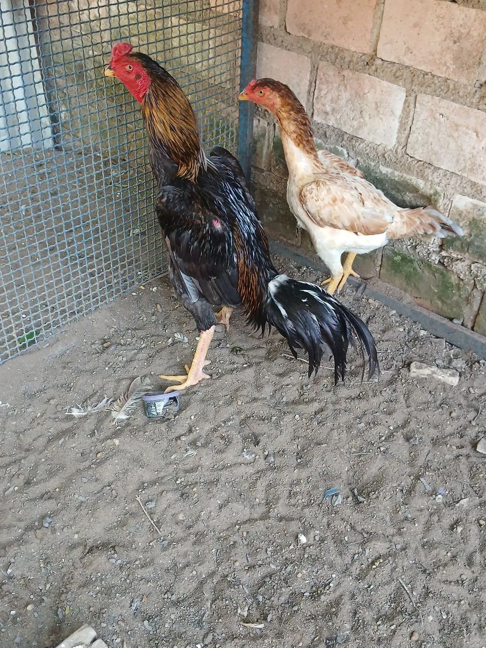 Galinha 