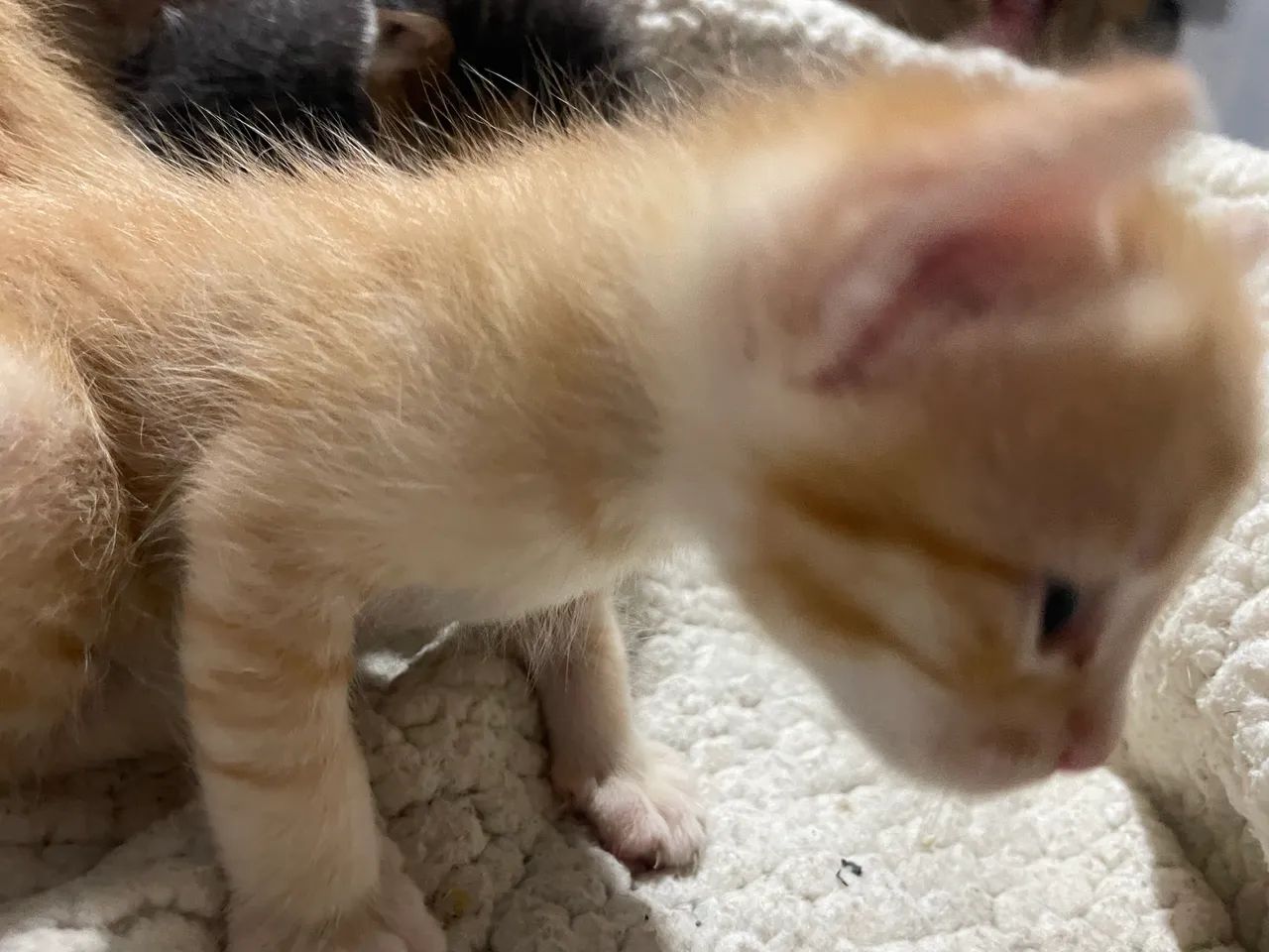 GATOS, ANGORÁS PRA VENDA 2 MACHOS E 1 FÊMEA SOU DE FERRAZ ZL - Foto 5