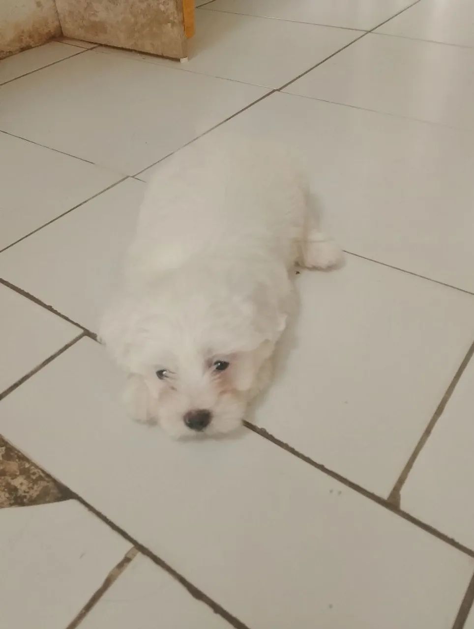 Cachorro shitzu macho branco - Foto 4