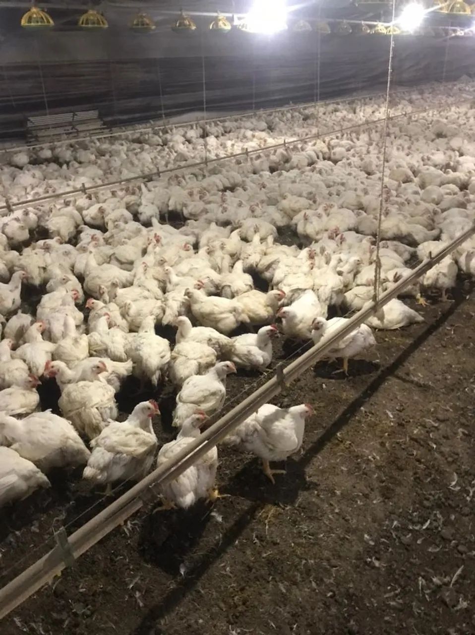 OPORTUNIDADE  GRANJA DE ALTA PRODUTIVIDADE EM TOLEDO  PR - Foto 5