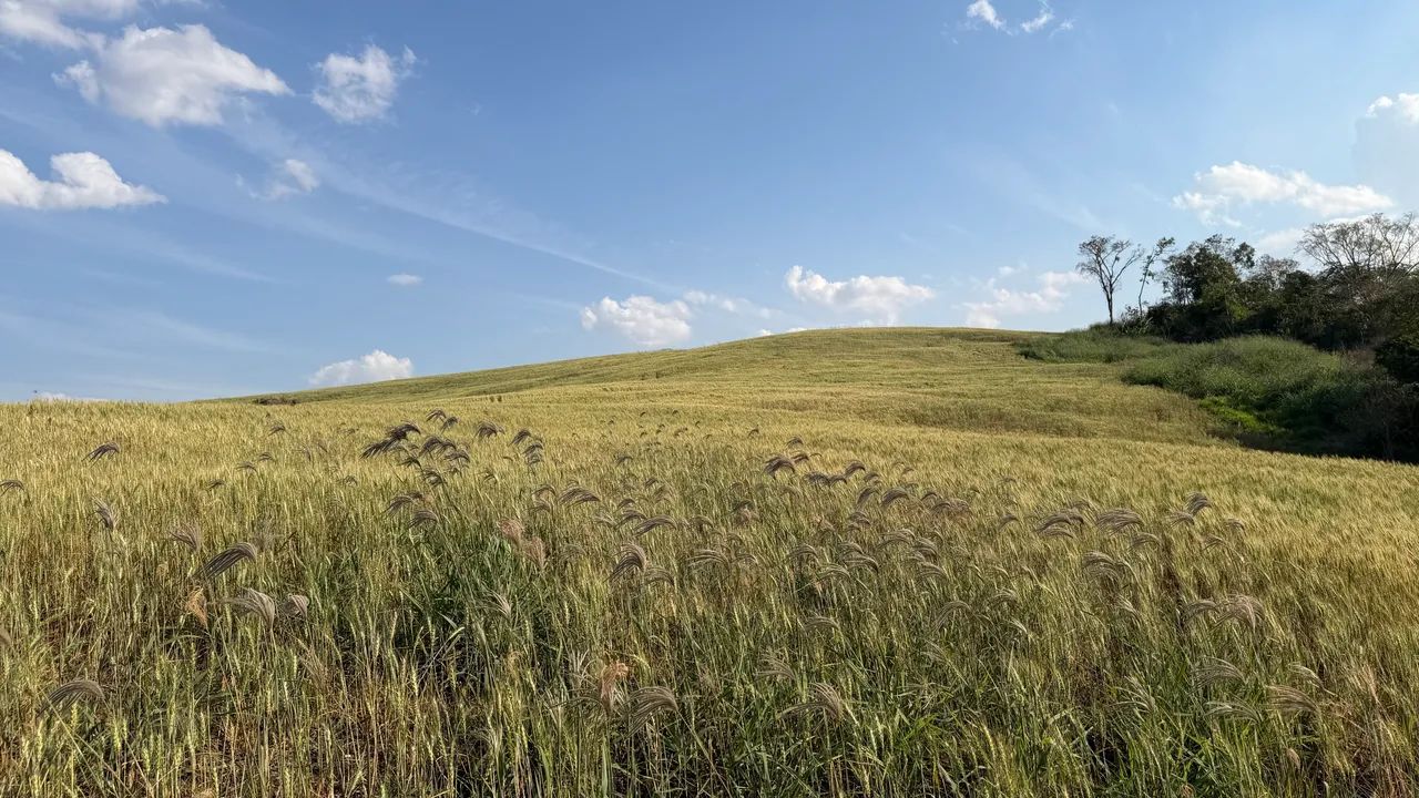 Sítio 10,5 Alqueires - Terra Roxa - 23 km de Campo Mourão - Foto 2