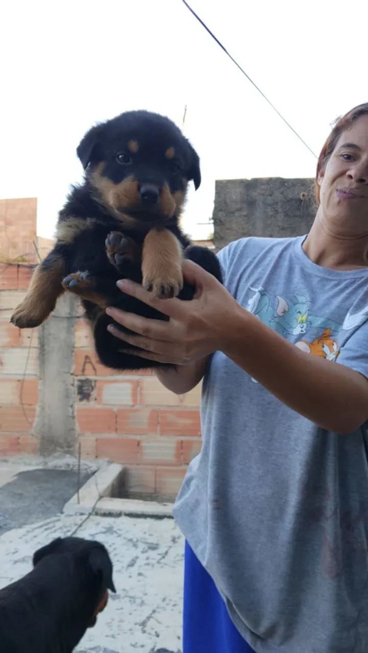 Rotvailler 