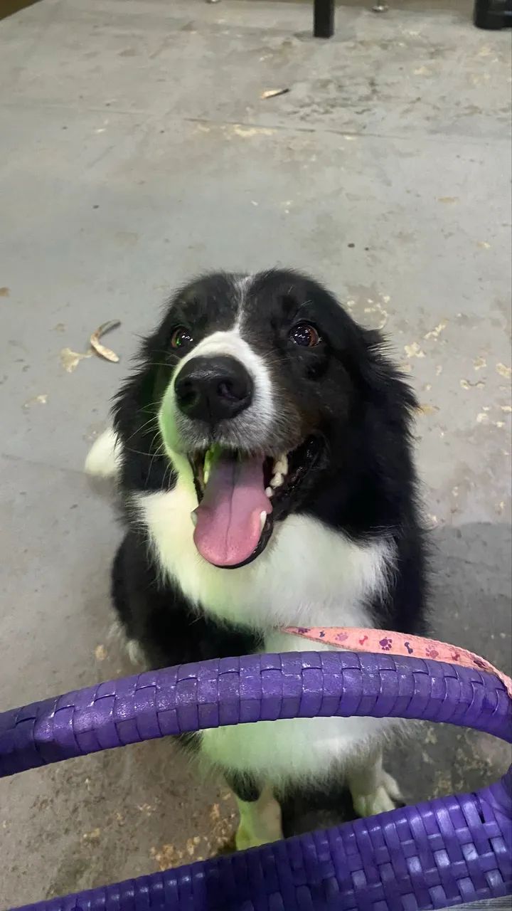 Filhotes de border collie com pedigree  - Foto 2