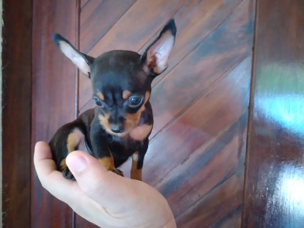 Pinscher miniatura puro - Foto 4