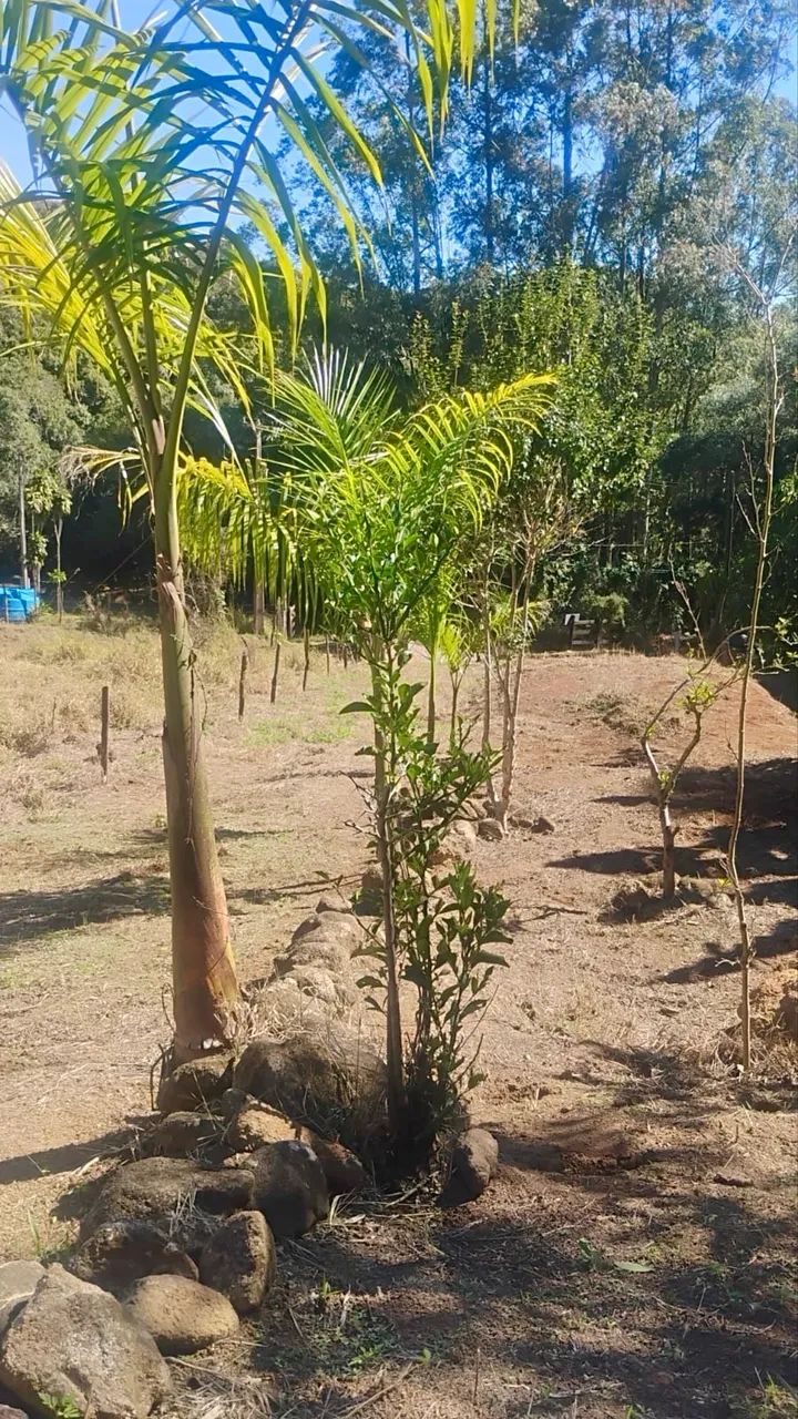 Vendo Chácara Ótima oportunidade  - Foto 4