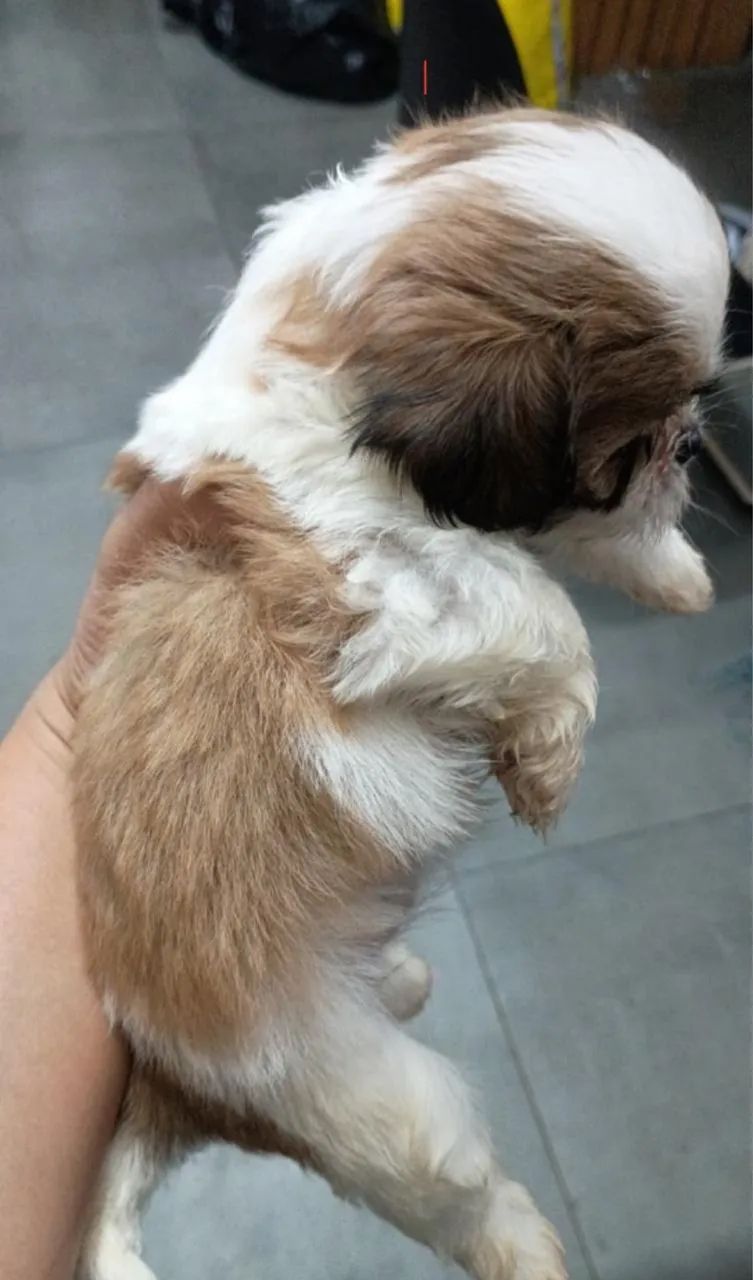 Filhotes de ilhasa apso - Foto 3