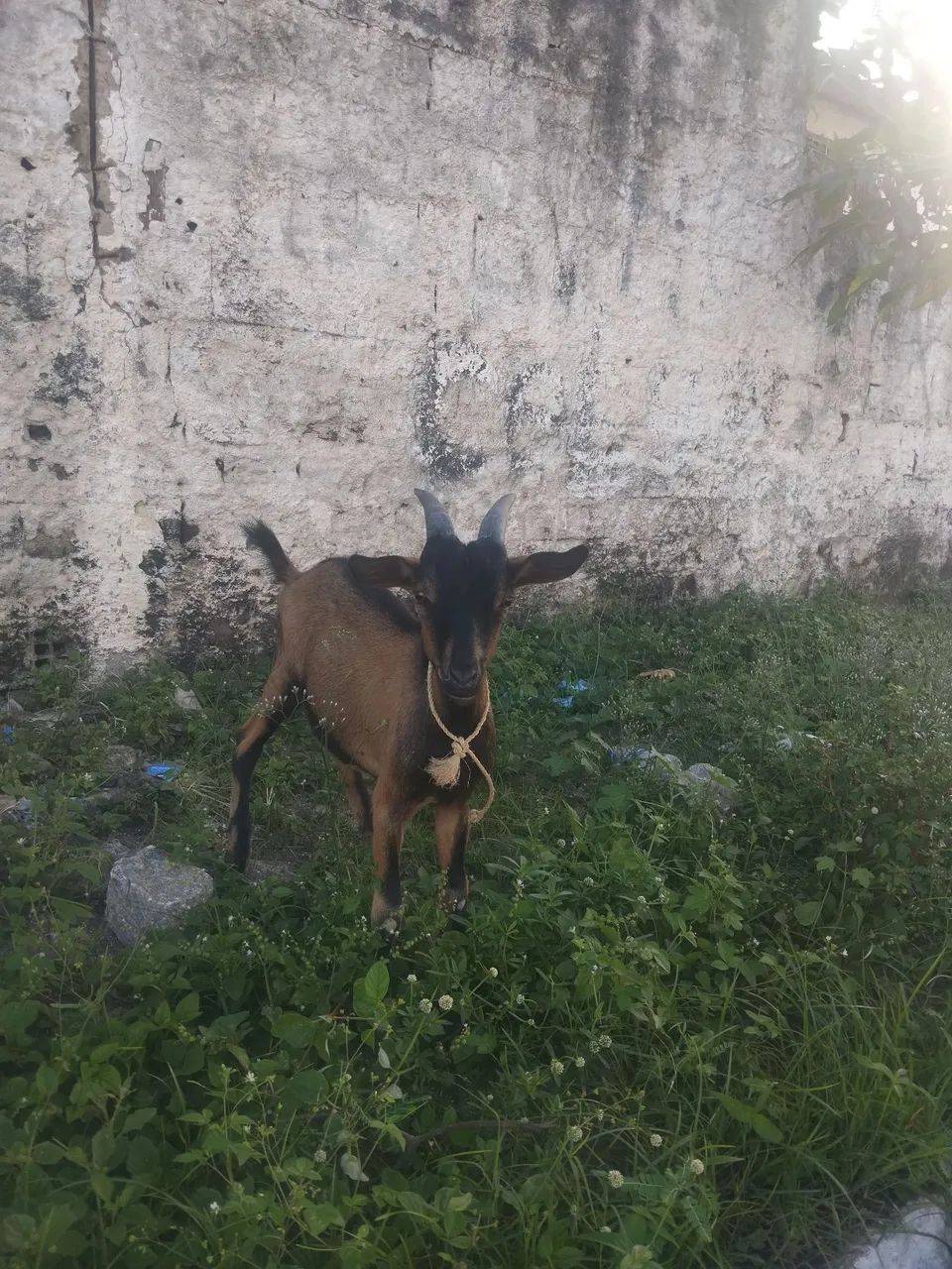 Bode cabrito - Foto 2