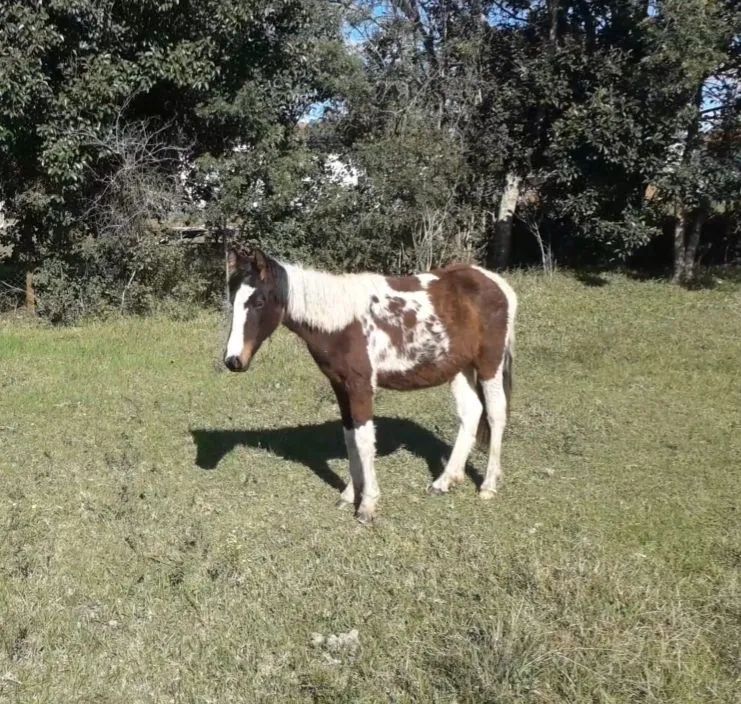 Cavalo Potro Marchador  - Foto 5