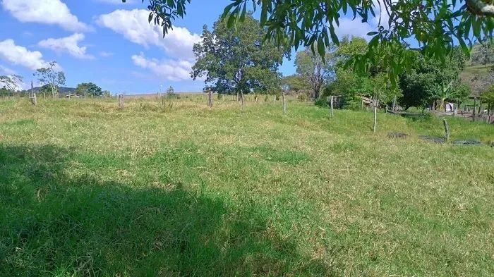PECUÁRIA - Área Rural 14 Alqueires - Foto 3