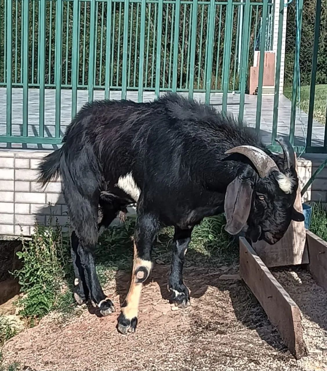 Bodes adulto e filhote  - Foto 3