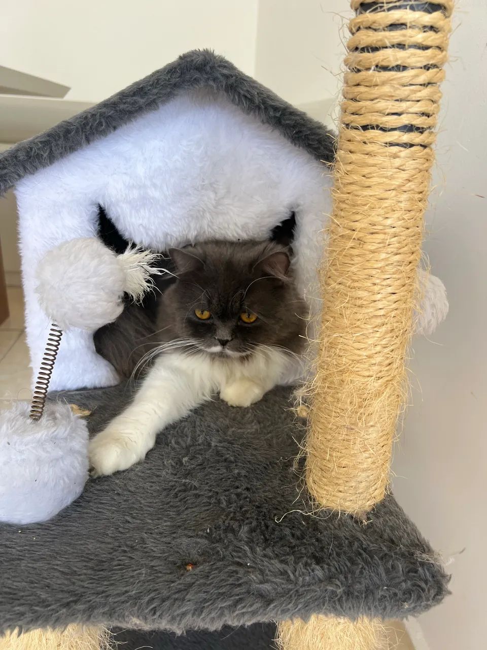 Gato persa