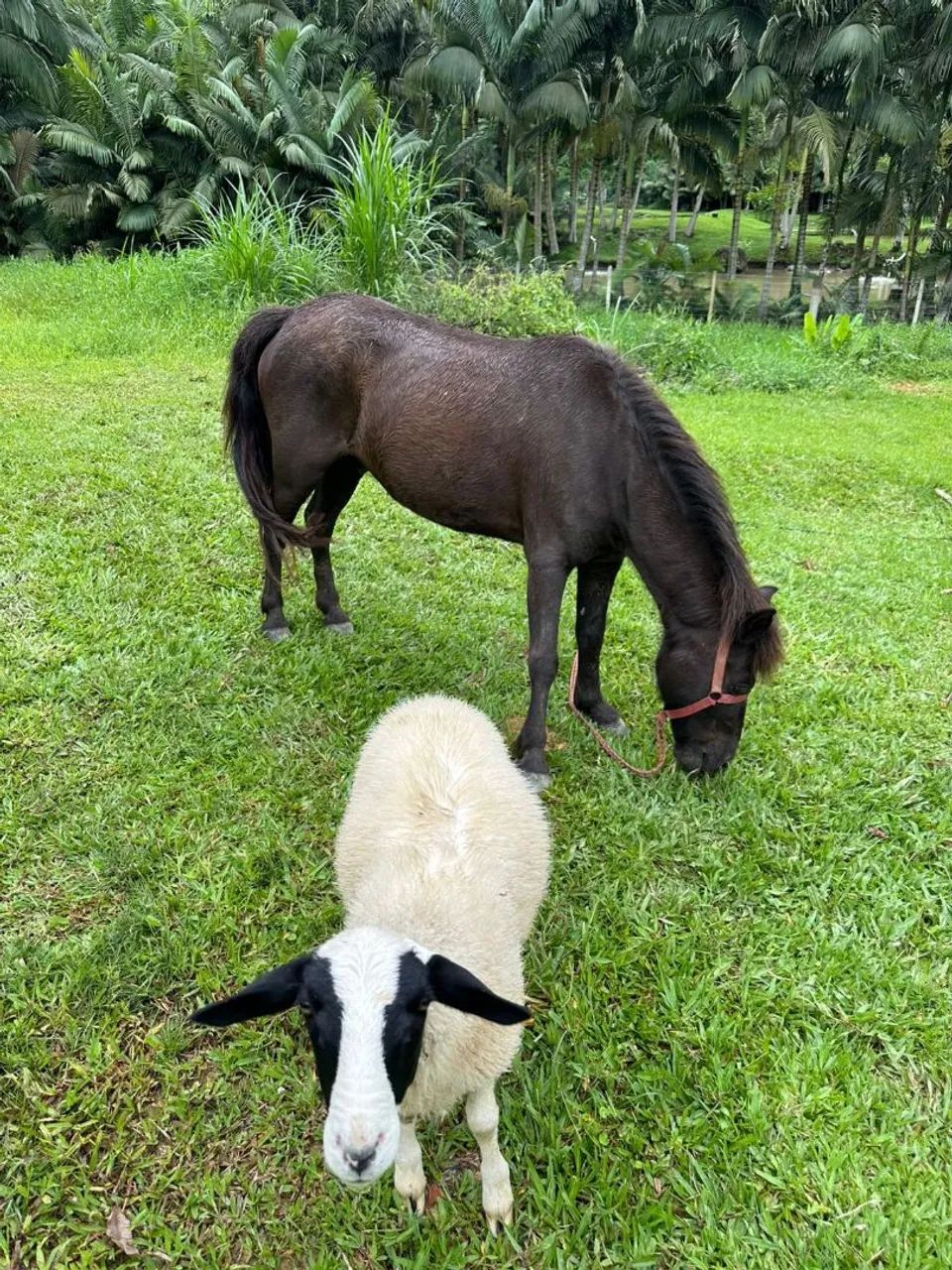 Vendo pônei  - Foto 2