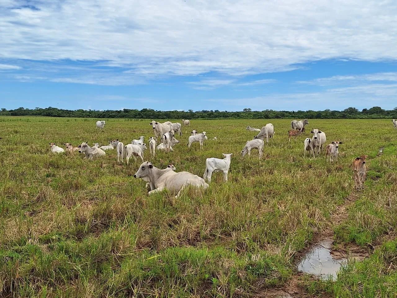 FAZENDA NO TOCANTINS PRÓXIMO AO GOIÁS  - Foto 5