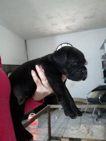 Filhote de Cane Corso - Foto 3