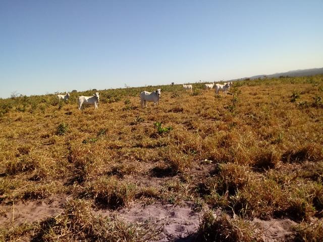 Fazenda de 1940 hectares, ha 60 km de Cuiabá, na região do manso - Foto 11