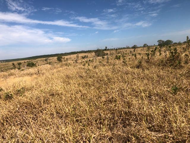 12 anos pagar, 1380 Hectares, 1000 Hectares pastagens, aberta, Limpa, Pecuária Comodoro-MT - Foto 3