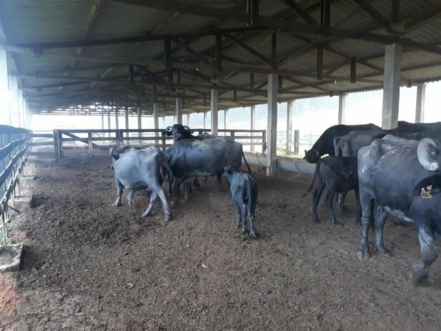 Fazenda completa - Foto 12