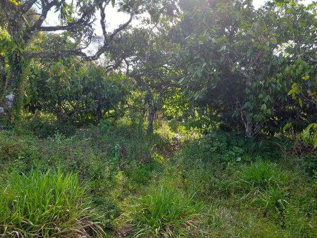Vendo fazenda em Itamari ba