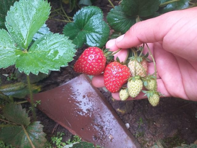 Mudas de morango