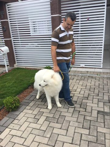 Educando seu cachorro - Foto 2