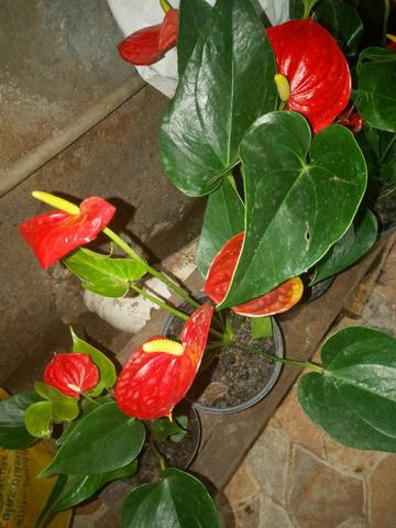 Plantas Medicinais - Foto 5