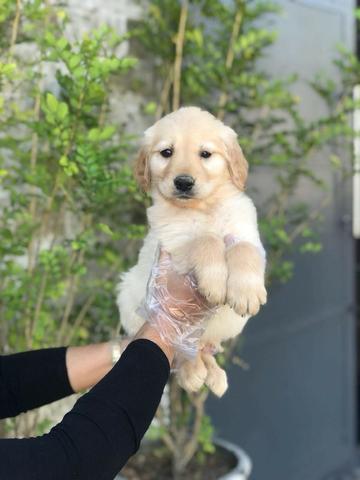 Golden Retriever bem parrudos e fortes, * Annie - Foto 3