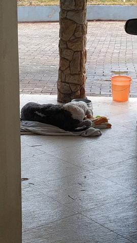 Cachorro sheep dog macho - Foto 4