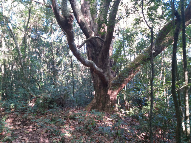 ÁREA DE 5 HECTARES POR CAMINHÃO CAÇAMBA