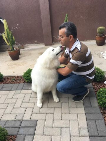 Educando seu cachorro