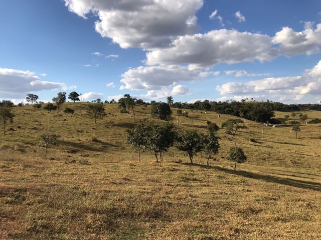 Fazenda de 91 alqueires em Guapo-Go  - Foto 4