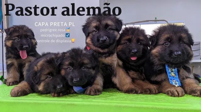 Filhotes Pastor Alemão PL