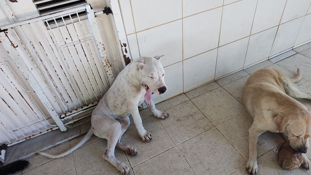 Vendo dogo argentino com pedigree 