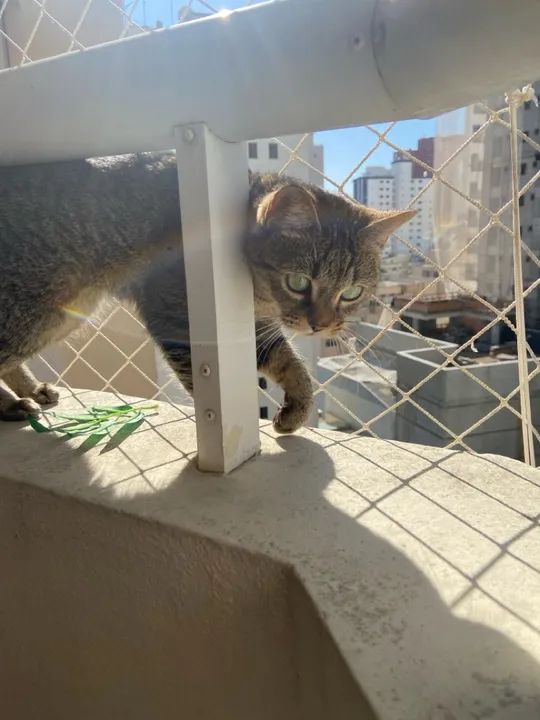 Gata mais carinhosa que você já viu para adoção - Foto 4