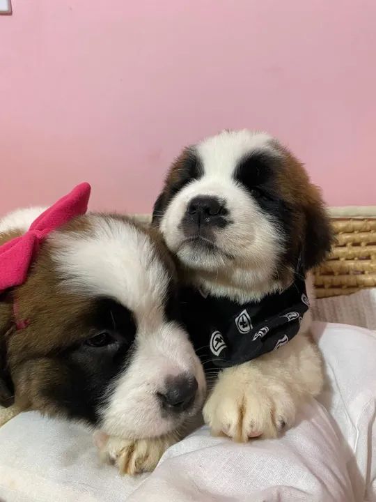 Sao Bernardo padrão da raça 