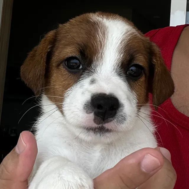 Terrier jack best sale russell olx