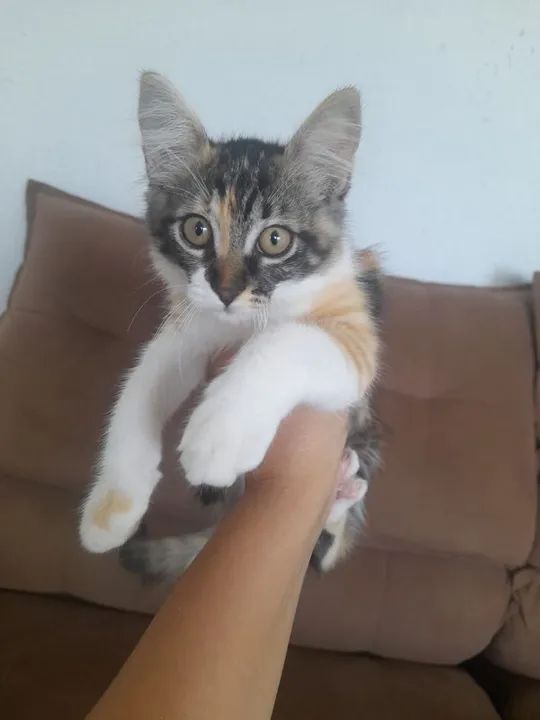 Gatinha fofa disponível para adoção