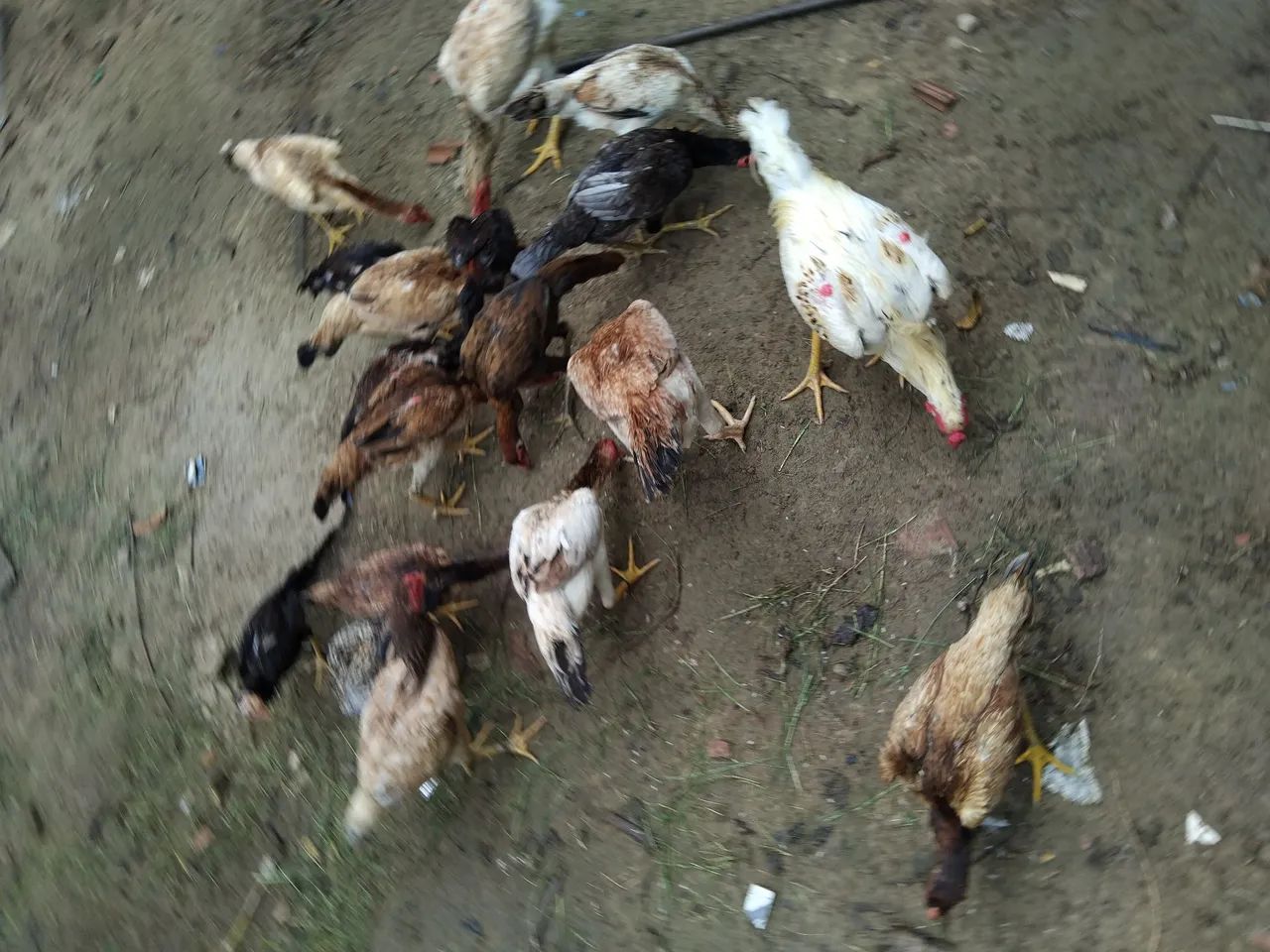 Vendo estas galinhas e este galo - Foto 2