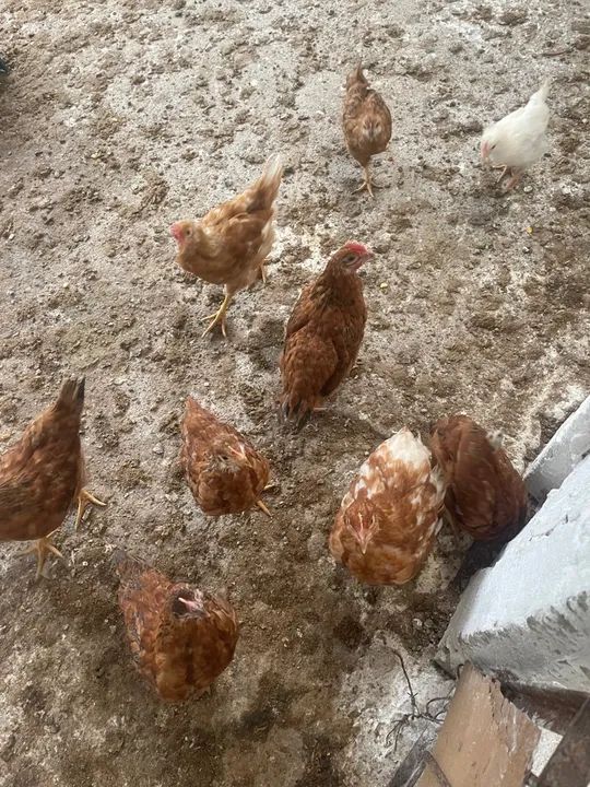 Galinhas e Pintainhas Embrapa 51 - Foto 4