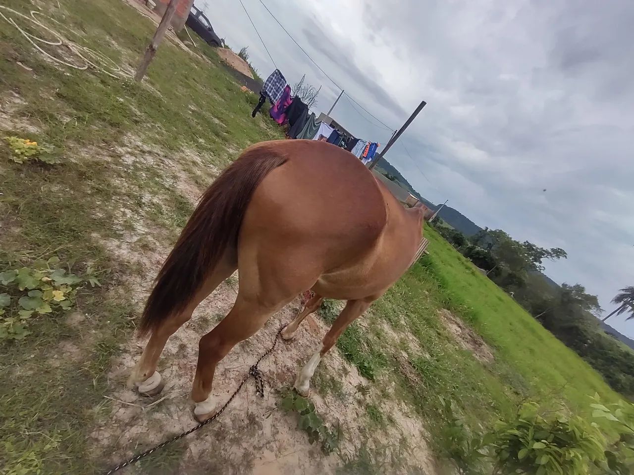 Mangalarga marchador - Foto 6