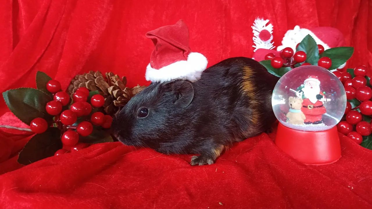 Porquinho da índia macho  - Foto 4