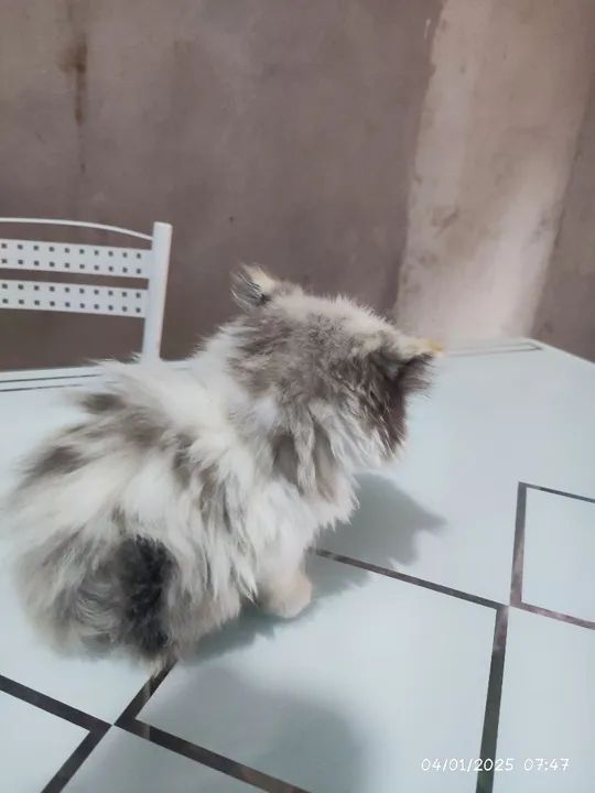 Gatinha persa - Foto 4