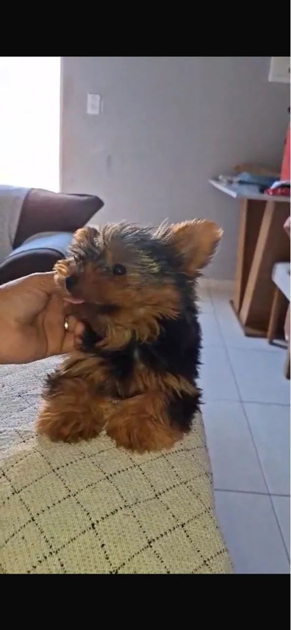 Filhote Yorkshire Terrier - Encantador e Carinhoso! - Foto 3