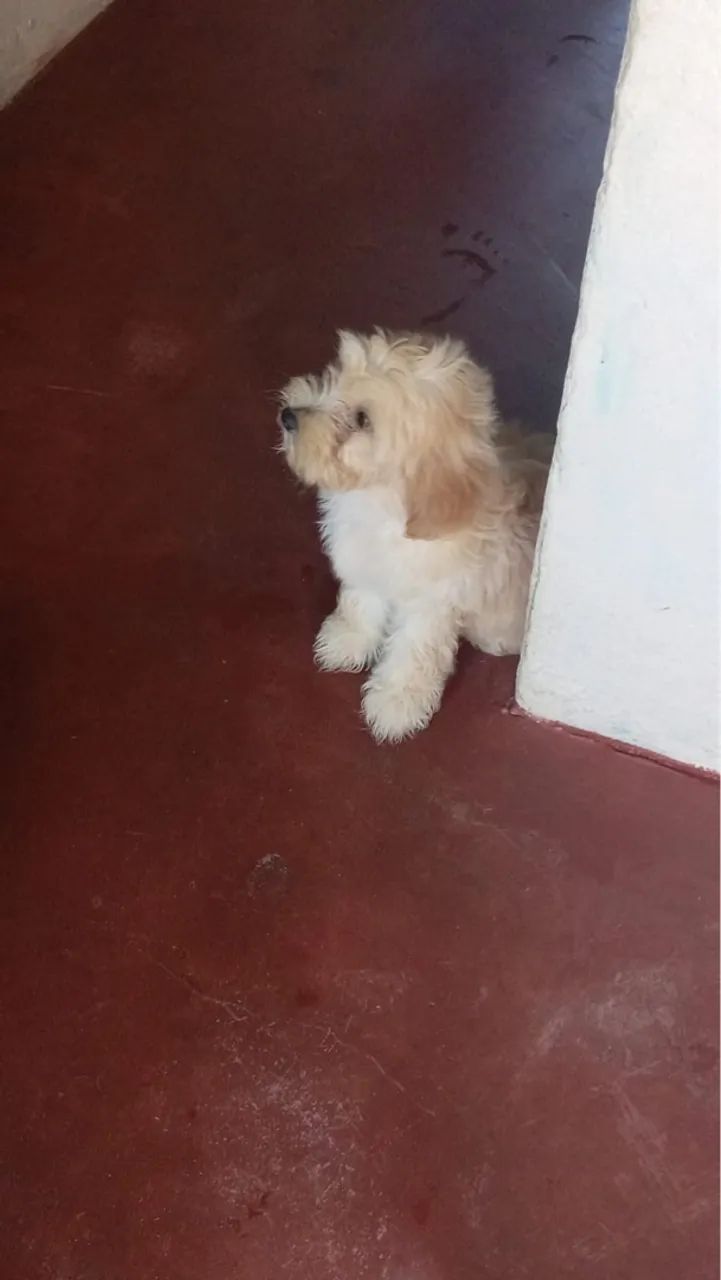 Filhote poodle,3 meses de vida  - Foto 2