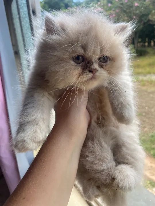 Gato persa  - Foto 5