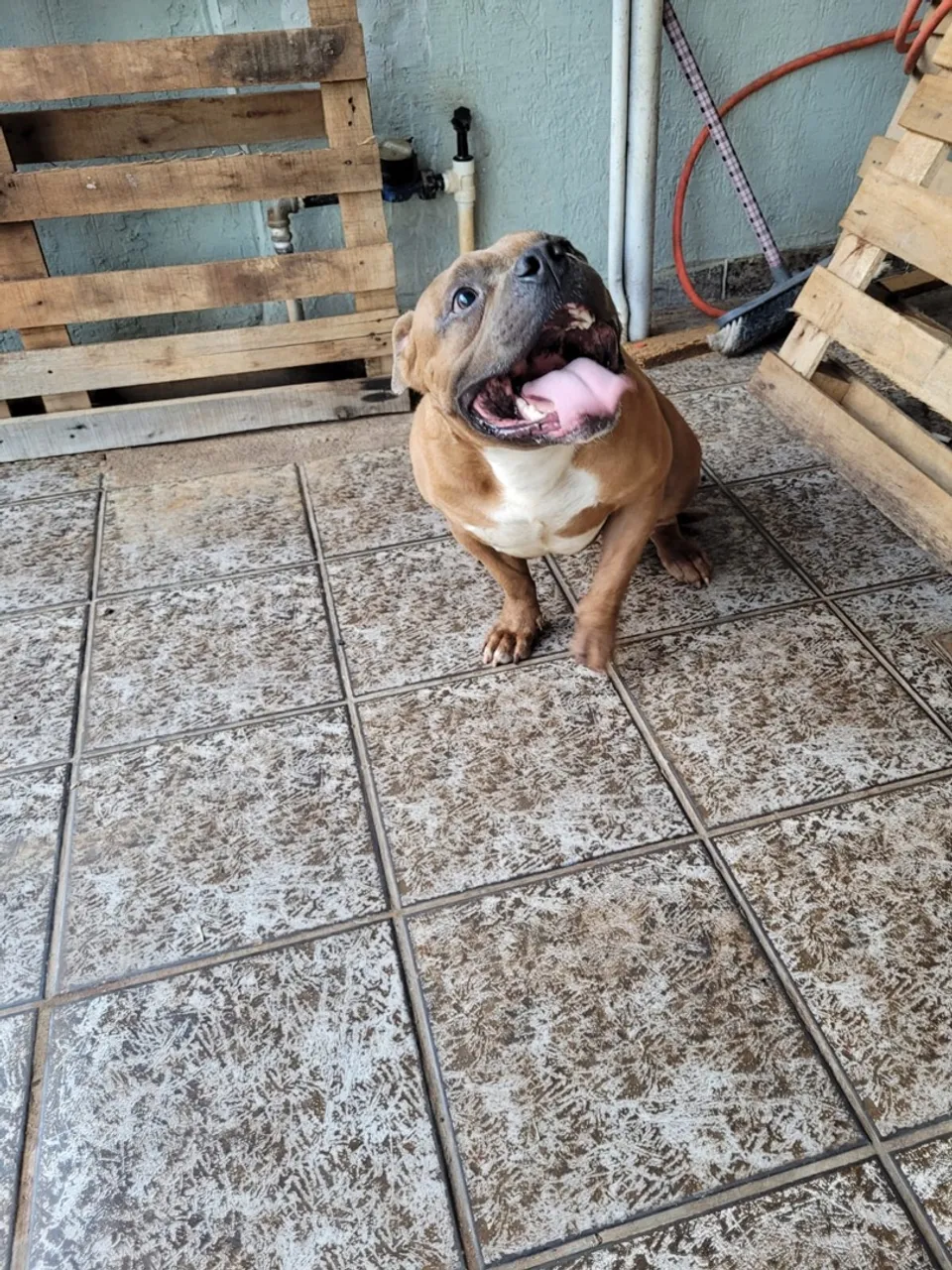 American Bully Pocket