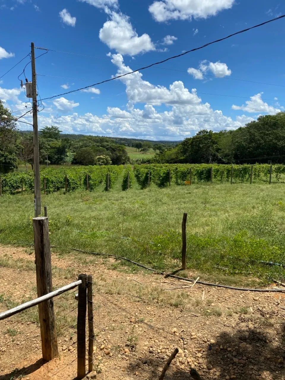 Polpa de maracujá - Foto 6