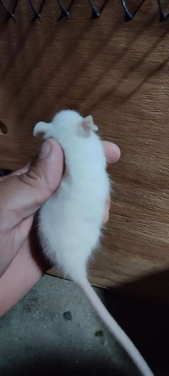 Dois ratos Twisters - Foto 3