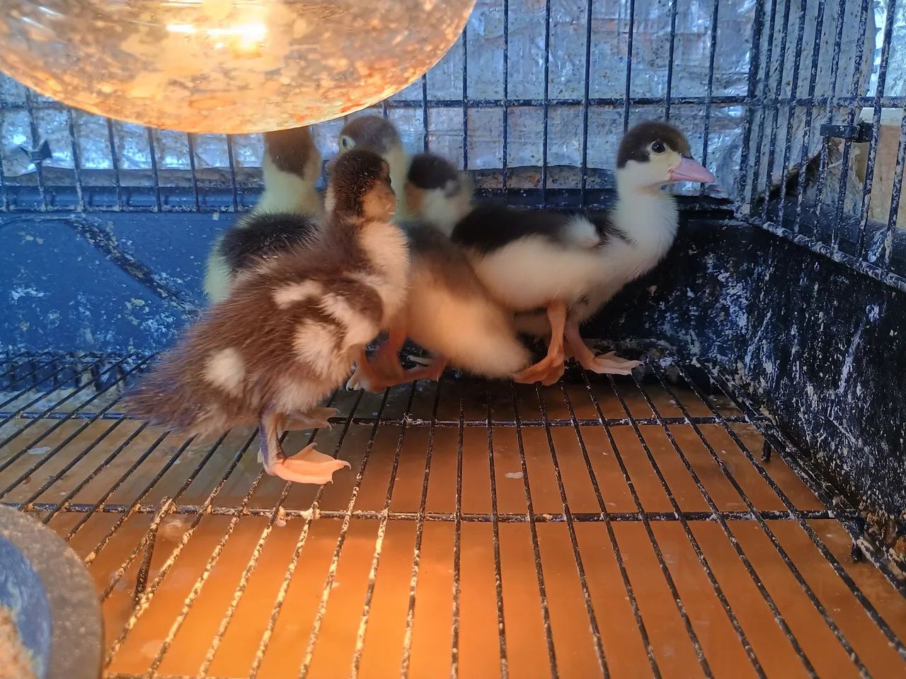 Filhotes de Pato - Foto 2