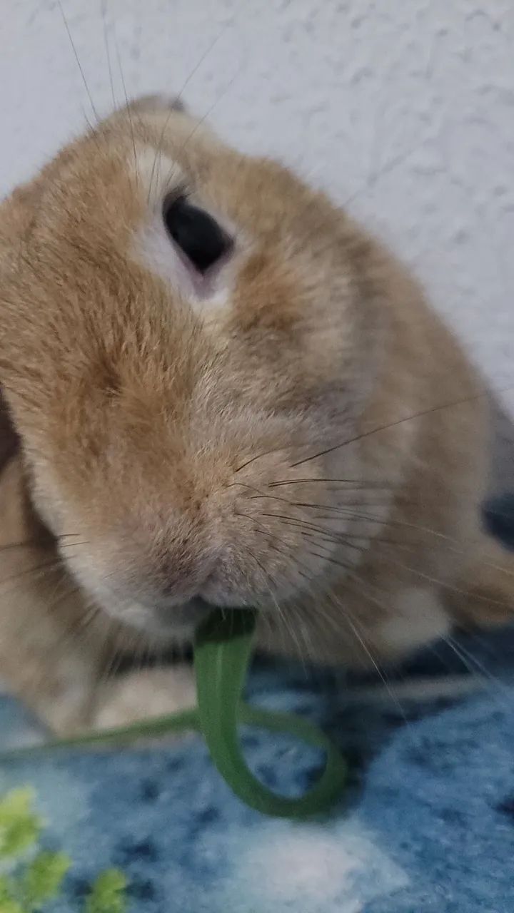 Doação Coelha - Foto 2